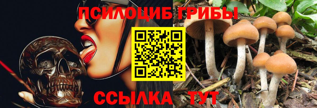 наркота  Вход с VPN  Гурьевск  Псилоцибиновые грибы мицелий 